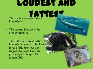 Loudest and
          Fattest
• The loudest mammal is the
  blue whale.

• The second loudest is the
  howler monkey.

• The fattest mammal is the
  blue whale who has thickest
  layer of blubber, but the
  ringed seal pups have the
  greatest percentage of fat
  (about 50%).
 