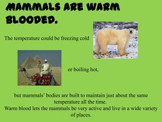 Mammals are warm
blooded.
The temperature could be freezing cold




                            or boiling hot,



   but mammals’ bodies are built to maintain just about the same
                     temperature all the time.
Warm blood lets the mammals be very active and live in a wide variety
                            of places.
 