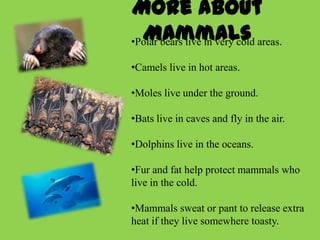 More about
  Mammals
•Polar bears live in very cold areas.

•Camels live in hot areas.

•Moles live under the ground.

•Bats live in caves and fly in the air.

•Dolphins live in the oceans.

•Fur and fat help protect mammals who
live in the cold.

•Mammals sweat or pant to release extra
heat if they live somewhere toasty.
 
