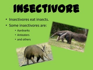 Insectivore
• Insectivores eat insects.
• Some insectivores are:
     • Aardvarks
     • Anteaters
     • and others
 