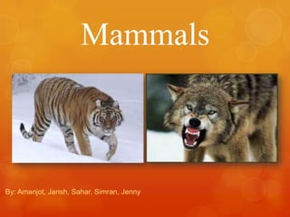 Mammals



By: Amanjot, Jarish, Sahar, Simran, Jenny
 