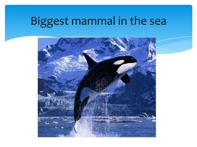 Mammals | PPTX