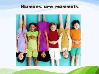 Humans are mammals
 