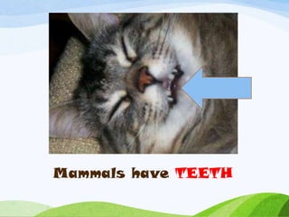 Mammals have TEETH
 