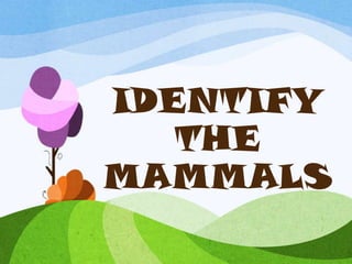 IDENTIFY
   THE
MAMMALS
 