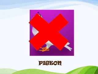 PIGEON
 