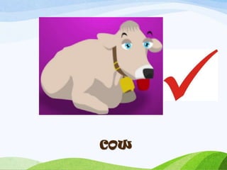 COW
 