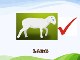 LAMB
 