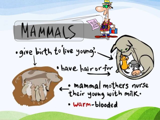 Mammals | PPT