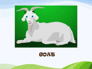 GOAT
 