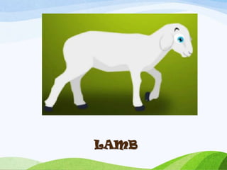 LAMB
 