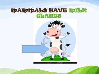 MAMMALS HAVE MILK
    GLANDS
 