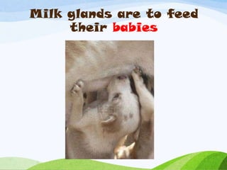 Milk glands are to feed
     their babies
 