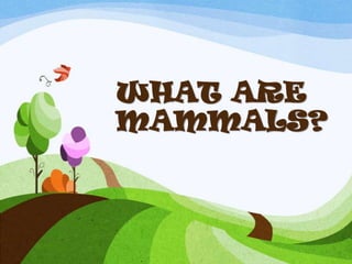 WHAT ARE
MAMMALS?
 
