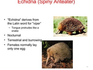 Echidna (Spiny Anteater)
• "Echidna" derives from
the Latin word for "viper”
– Tongue protrudes like a
snake
• Nocturnal
• Terrestrial and burrowing
• Females normally lay
only one egg
11
 