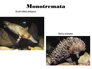 Monotremata
12
Duck-billed platypus
Spiny anteater
 