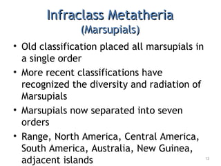 Infraclass MetatheriaInfraclass Metatheria
(Marsupials)(Marsupials)
• Old classification placed all marsupials in
a single order
• More recent classifications have
recognized the diversity and radiation of
Marsupials
• Marsupials now separated into seven
orders
• Range, North America, Central America,
South America, Australia, New Guinea,
adjacent islands 13
 