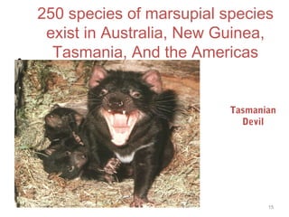 250 species of marsupial species
exist in Australia, New Guinea,
Tasmania, And the Americas• .
15
Tasmanian
Devil
 