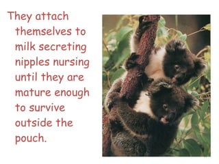 They attach
themselves to
milk secreting
nipples nursing
until they are
mature enough
to survive
outside the
pouch.
17
 