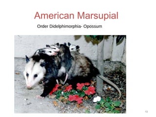 American Marsupial
19
Order Didelphimorphia- Opossum
 