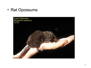 • Rat Opossums
20
 