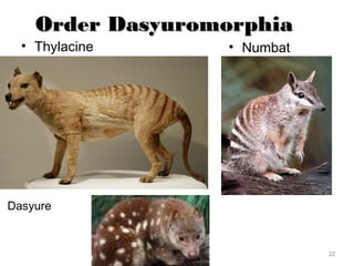 Order DasyuromorphiaOrder Dasyuromorphia
• Thylacine • Numbat
22
Dasyure
 