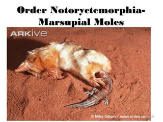Order Notoryctemorphia-Order Notoryctemorphia-
Marsupial MolesMarsupial Moles
24
 