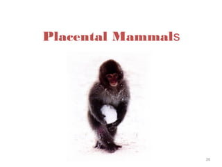 Placental Mammals
26
 