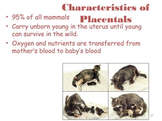 Characteristics of
Placentals• 95% of all mammals
• Carry unborn young in the uterus until young
can survive in the wild.
• Oxygen and nutrients are transferred from
mother’s blood to baby’s blood
27
 