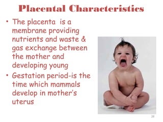 Placental Characteristics
• The placenta is a
membrane providing
nutrients and waste &
gas exchange between
the mother and
developing young
• Gestation period-is the
time which mammals
develop in mother’s
uterus
28
 