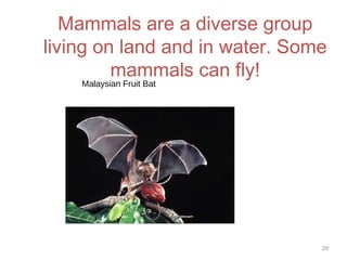 Mammals are a diverse group
living on land and in water. Some
mammals can fly!
29
Malaysian Fruit Bat
 