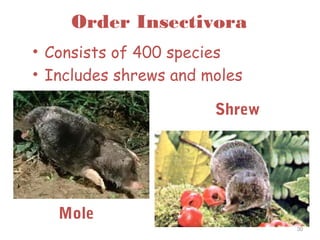 Order Insectivora
• Consists of 400 species
• Includes shrews and moles
30
Mole
Shrew
 