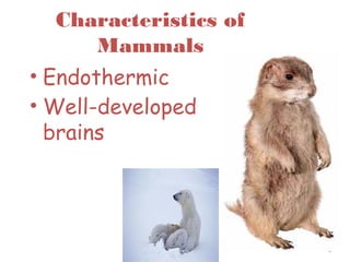 Characteristics of
Mammals
• Endothermic
• Well-developed
brains
3
 