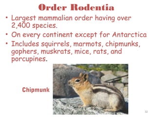 Order Rodentia
• Largest mammalian order having over
2,400 species.
• On every continent except for Antarctica
• Includes squirrels, marmots, chipmunks,
gophers, muskrats, mice, rats, and
porcupines.
32
Chipmunk
 