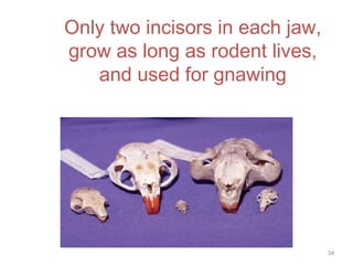 Only two incisors in each jaw,
grow as long as rodent lives,
and used for gnawing
34
 