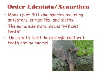 Order Edentata/Xenarthra
• Made up of 30 living species including
anteaters, armadillos, and sloths.
• The name edentate means “without
teeth”
• Those with teeth have single root with
teeth and no enamel
38
 