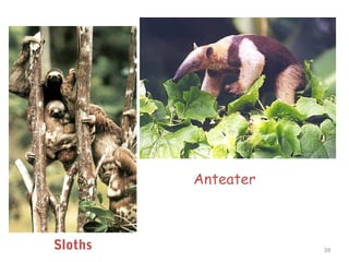 Anteater
39Sloths
 