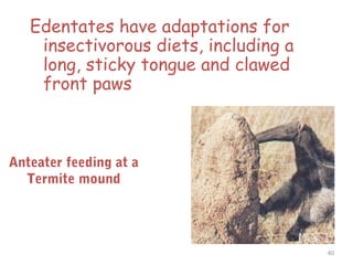 Edentates have adaptations for
insectivorous diets, including a
long, sticky tongue and clawed
front paws
40
Anteater feeding at a
Termite mound
 