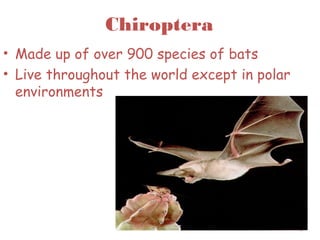 Chiroptera
• Made up of over 900 species of bats
• Live throughout the world except in polar
environments
42
 