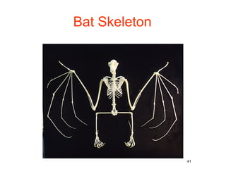 41
Bat Skeleton
 