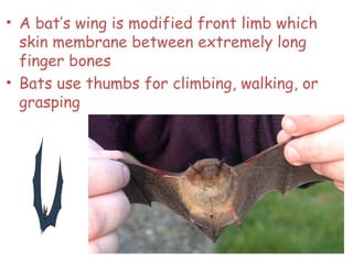 • A bat’s wing is modified front limb which
skin membrane between extremely long
finger bones
• Bats use thumbs for climbing, walking, or
grasping
43
 