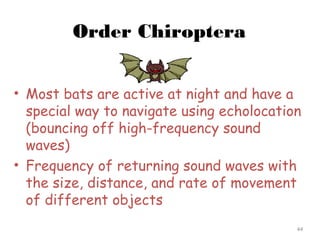 Order Chiroptera
• Most bats are active at night and have a
special way to navigate using echolocation
(bouncing off high-frequency sound
waves)
• Frequency of returning sound waves with
the size, distance, and rate of movement
of different objects
44
 