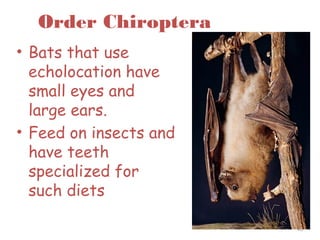 Order Chiroptera
• Bats that use
echolocation have
small eyes and
large ears.
• Feed on insects and
have teeth
specialized for
such diets
45
 