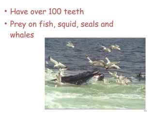 • Have over 100 teeth
• Prey on fish, squid, seals and
whales
49
 