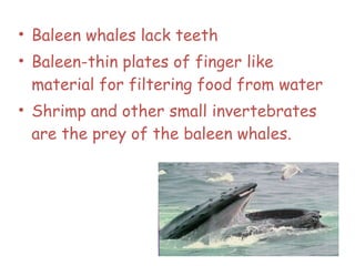 • Baleen whales lack teeth
• Baleen-thin plates of finger like
material for filtering food from water
• Shrimp and other small invertebrates
are the prey of the baleen whales.
50
 