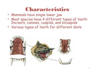 Characteristics
• Mammals have single lower jaw
• Most species have 4 different types of teeth:
Incisors, canines, cuspids, and bicuspids
• Various types of teeth for different diets
5
 