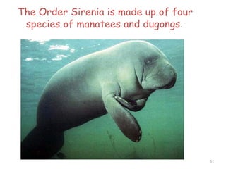 The Order Sirenia is made up of four
species of manatees and dugongs.
51
 