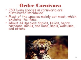 Order Carnivora
• 250 living species in carnivoria are
distributed worldwide
• Most of the species mainly eat meat, which
explains the name.
• About 34 species: Canids, felids, bears,
raccoons, minks, sea lions, seals, walruses,
and otters
53
 
