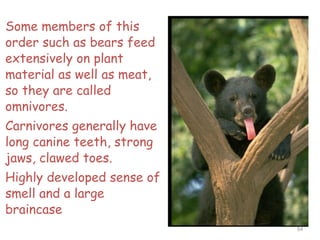 Some members of this
order such as bears feed
extensively on plant
material as well as meat,
so they are called
omnivores.
Carnivores generally have
long canine teeth, strong
jaws, clawed toes.
Highly developed sense of
smell and a large
braincase
54
 
