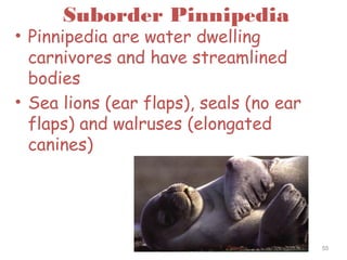 Suborder Pinnipedia
• Pinnipedia are water dwelling
carnivores and have streamlined
bodies
• Sea lions (ear flaps), seals (no ear
flaps) and walruses (elongated
canines)
55
 
